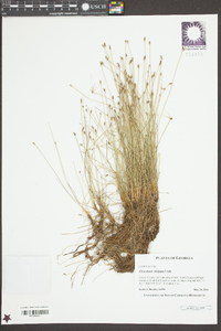 Eleocharis vivipara image