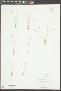 Eleocharis albida image