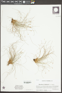 Eleocharis baldwinii image