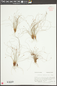 Eleocharis baldwinii image