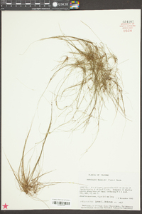 Eleocharis baldwinii image