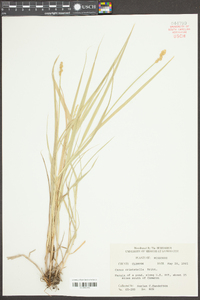 Carex cristatella image