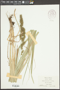 Carex crus-corvi image