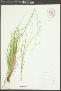 Carex deweyana image