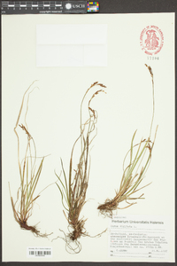 Carex digitata image