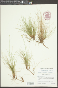 Carex eburnea image