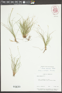 Carex eburnea image