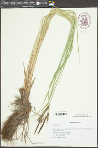 Carex elata image