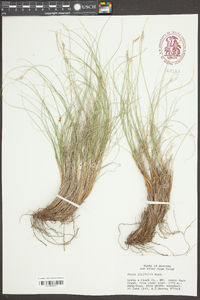 Carex filifolia image