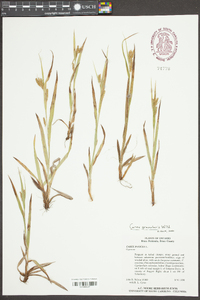 Carex panicea image