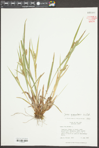 Carex pallescens image