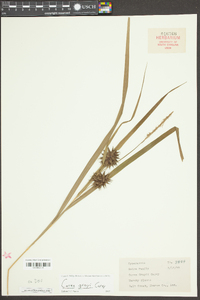 Carex grayi image