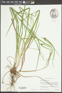 Carex grisea image