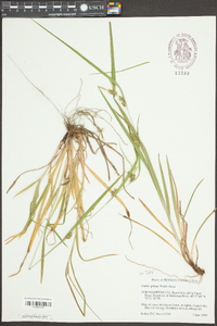 Carex grisea image