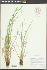 Carex jamesii image