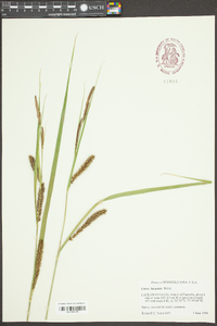 Carex lacustris image