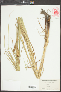 Carex lacustris image