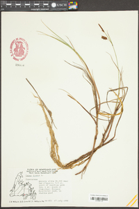 Carex limosa image