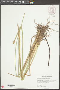 Eleocharis equisetoides image