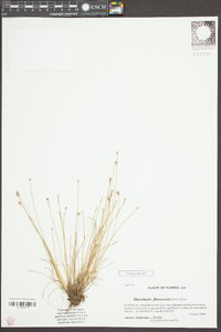 Eleocharis flavescens image