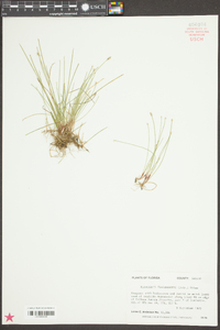 Eleocharis flavescens image