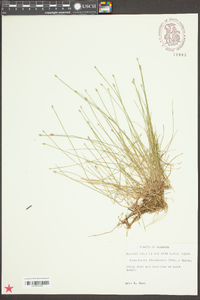 Eleocharis flavescens image