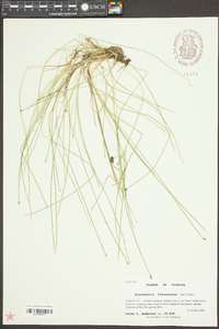 Eleocharis flavescens image