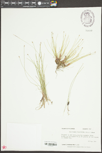 Eleocharis flavescens image