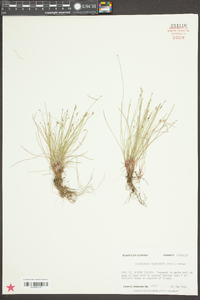 Eleocharis flavescens image