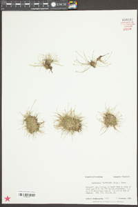 Eleocharis flavescens image