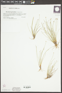 Eleocharis geniculata image