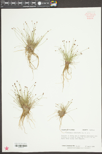 Eleocharis geniculata image