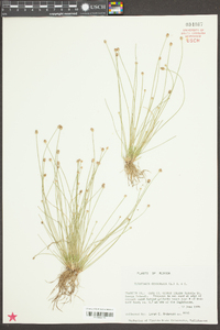 Eleocharis geniculata image