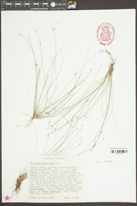 Eleocharis microcarpa image