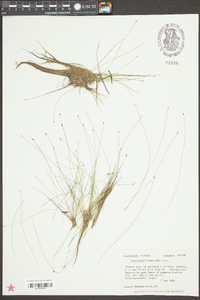 Eleocharis microcarpa image