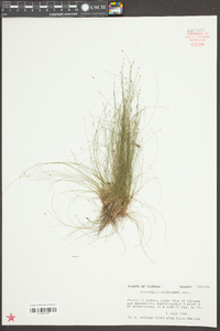 Eleocharis microcarpa image