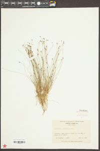 Eleocharis microcarpa image