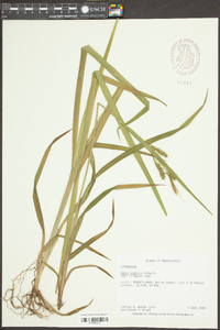 Carex scabrata image