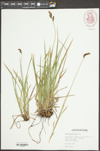 Carex spectabilis image