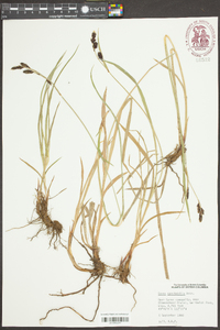 Carex spectabilis image