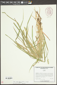 Carex stipata var. stipata image