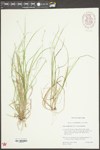 Carex trisperma image