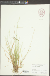 Carex trisperma image