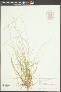 Carex trisperma image