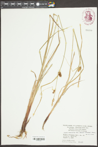 Carex vesicaria var. monile image