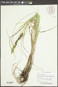 Carex woodii image