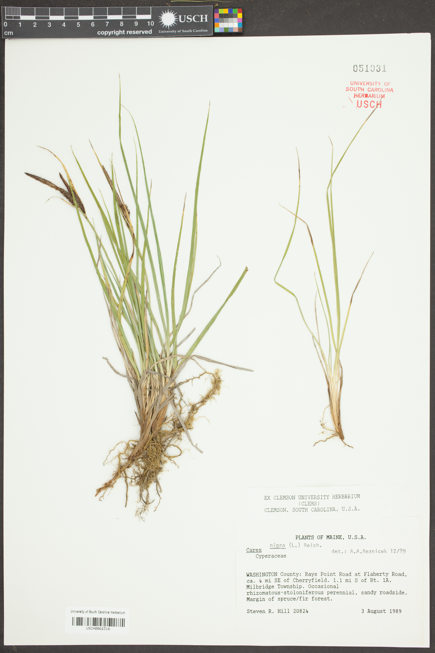 Carex nigra image
