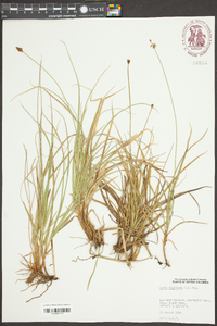 Carex nigricans image