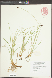 Carex nigricans image