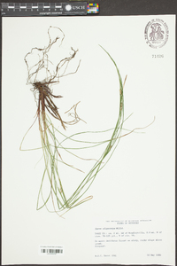 Carex oligocarpa image